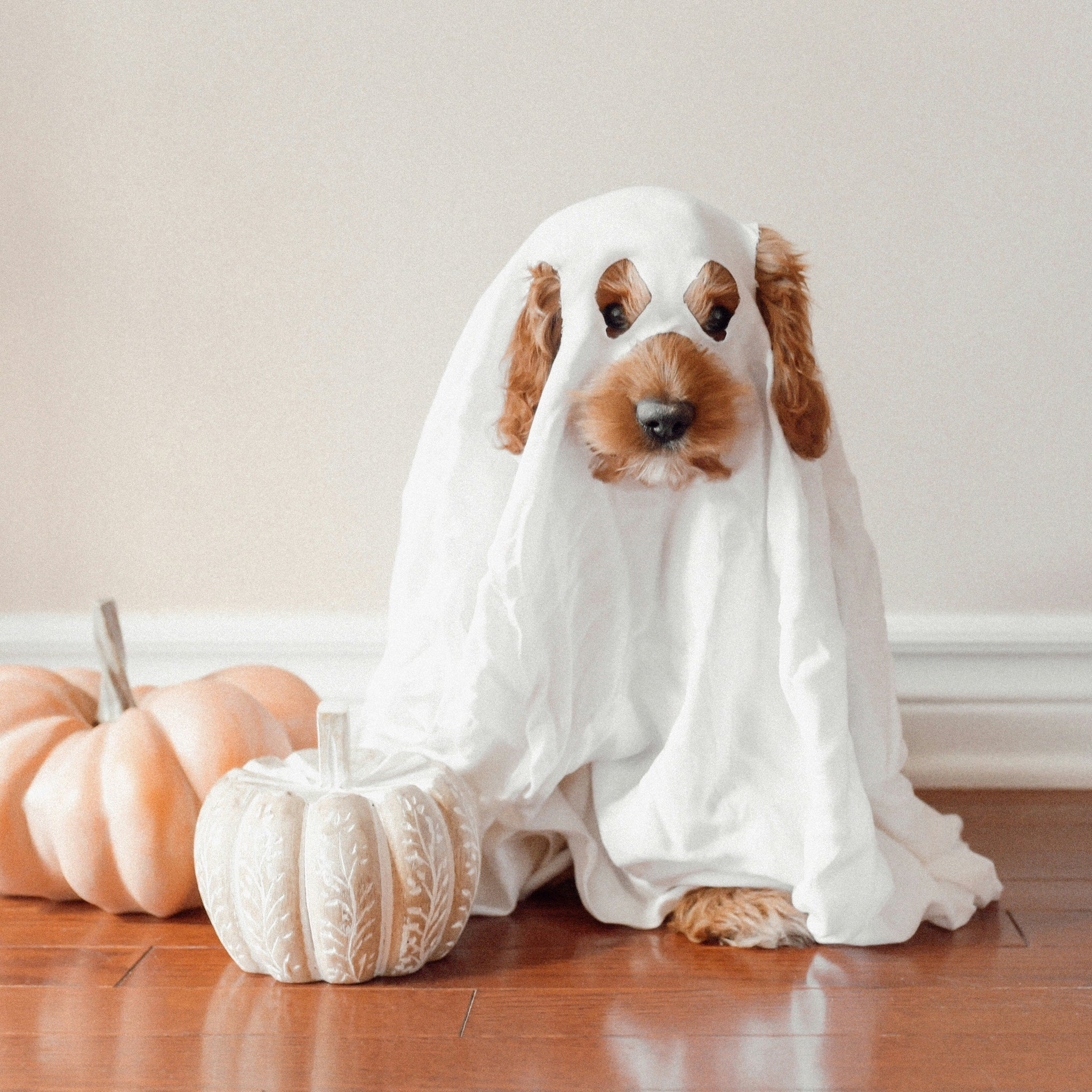 Spooky Paws: Celebrate Halloween with Your Pets!
