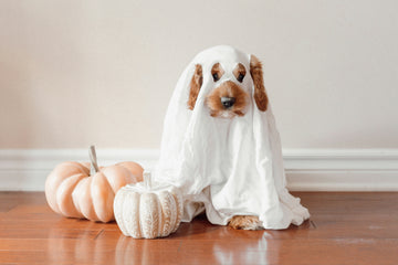 Spooky Paws: Celebrate Halloween with Your Pets!