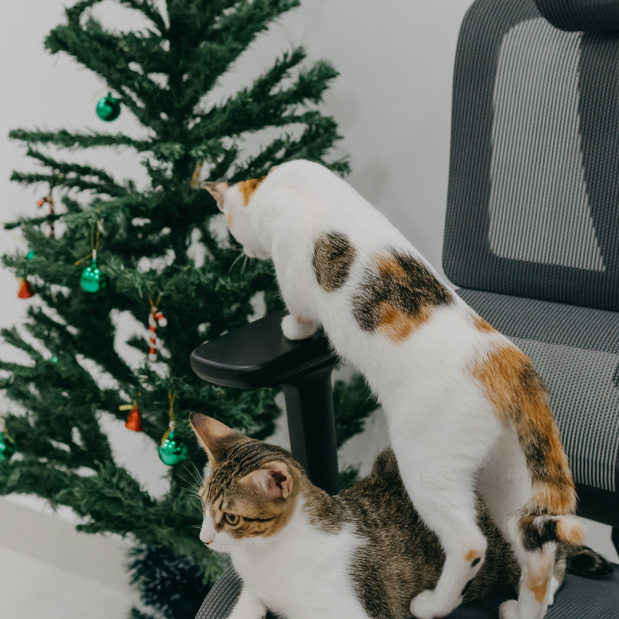 Santa Paws is Coming to Town: Holiday Fun for Your Pets