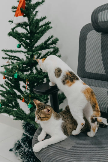 Santa Paws is Coming to Town: Holiday Fun for Your Pets