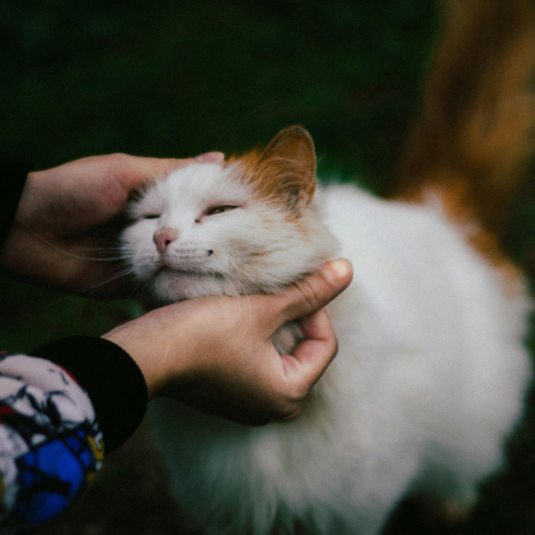 Thankful Tails: Celebrating Thanksgiving with Pets