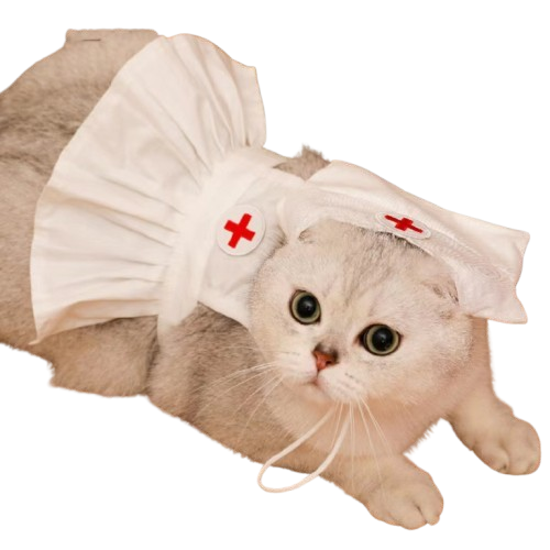 Fashionable Cat Dress