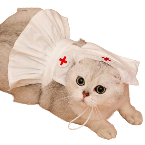Fashionable Cat Dress